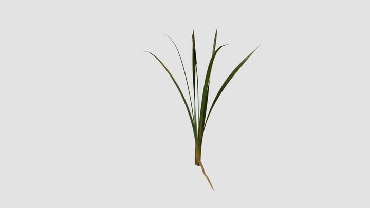 Typha 3D models - Sketchfab