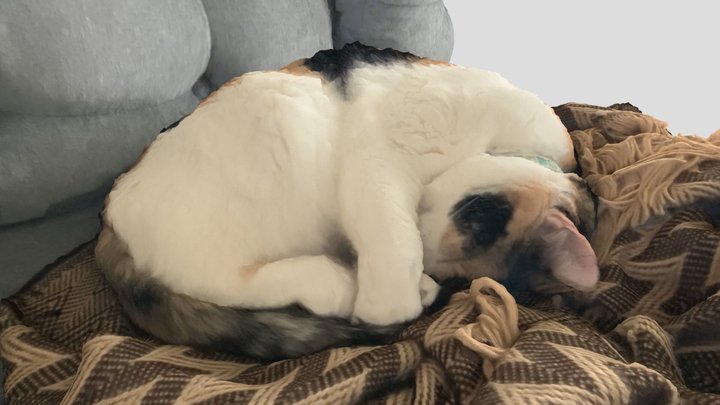 Cheesecake the cat, sleeping again 3D Model