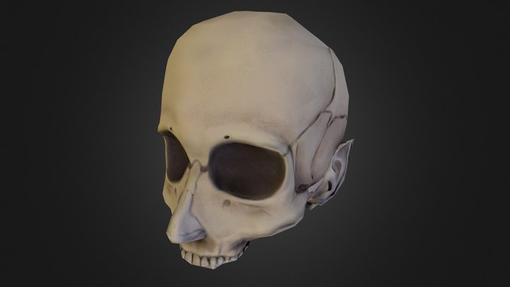 Skull 3D Model