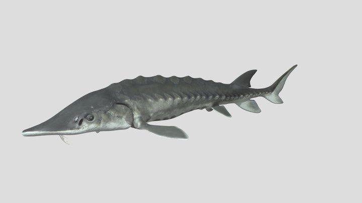 Atlantic Sturgeon 3D Model