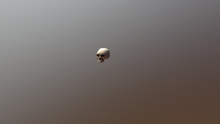 Skull 3D Model