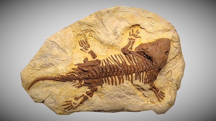 Saymouria baylorensis Fossil – Kostenloses 3D-Modell STL