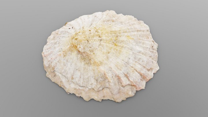 Common Limpet Shell 3D Model