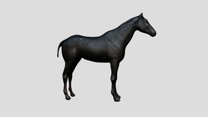 horse hors normal