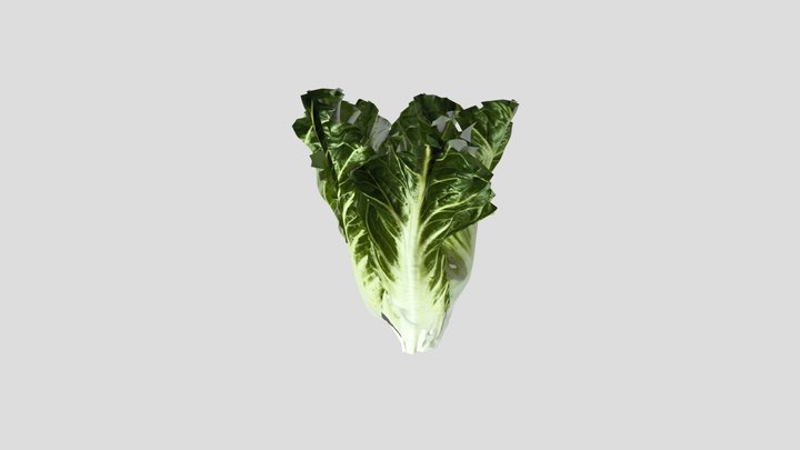 Lattuce 3D Model