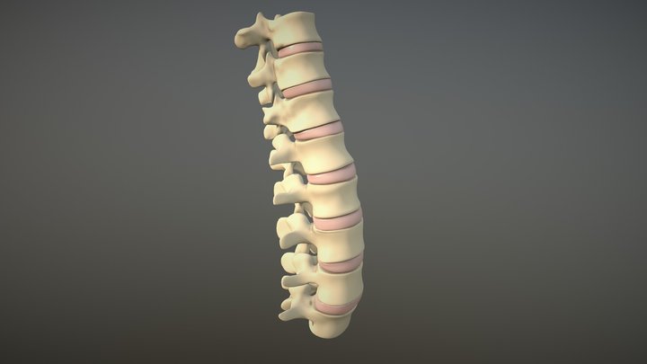 Lower Spine v1 3D Model