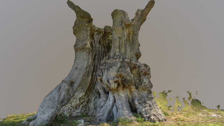Ulivo centenario 3D Model