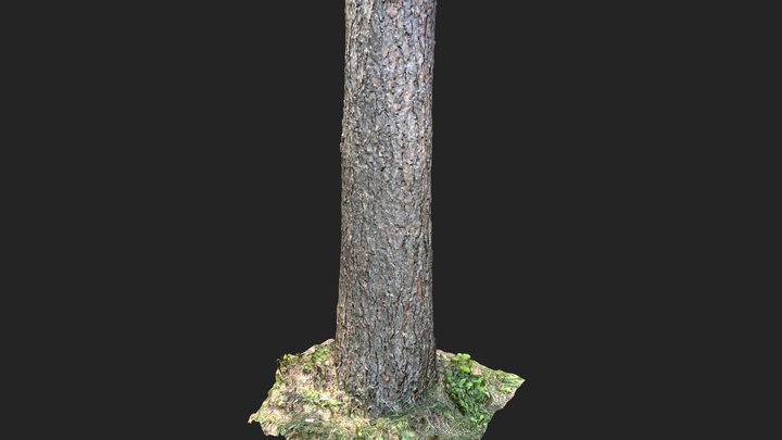 [8K] Tree Scan 3D Model