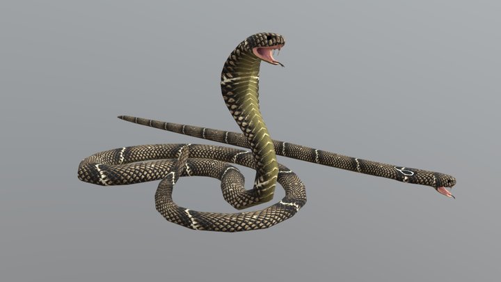 Cobra Snake 3D Model