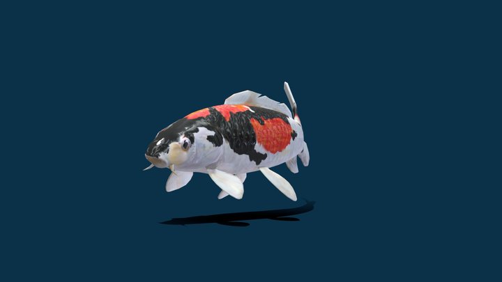 Koi  Fish Nishikigoi (Low Poly) 3D Model