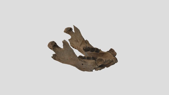 WSC21571 Megalonyx jeffersoni mandible 3D Model