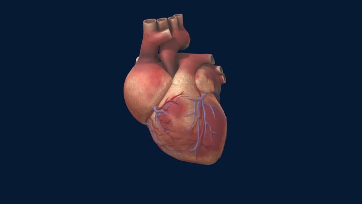 Coração 3D Model