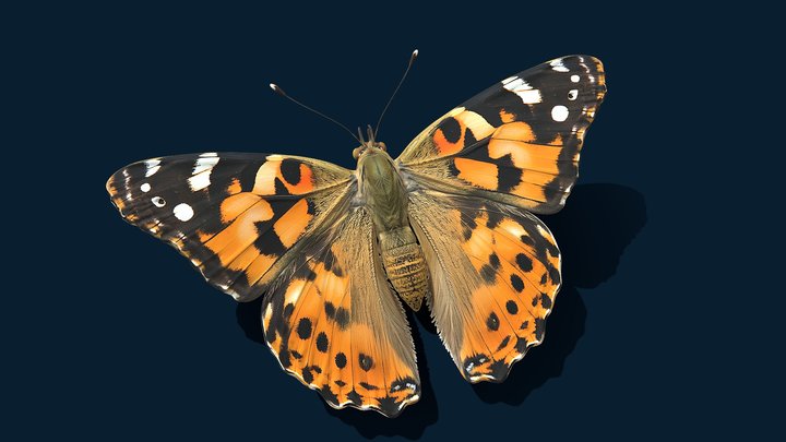 Painted Lady – Free 3D Model STL