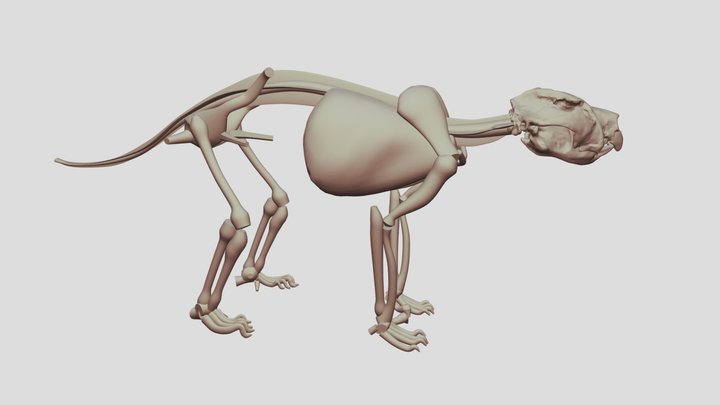 Thylacoleo carnifex skeleton posture E Slater 3D Model