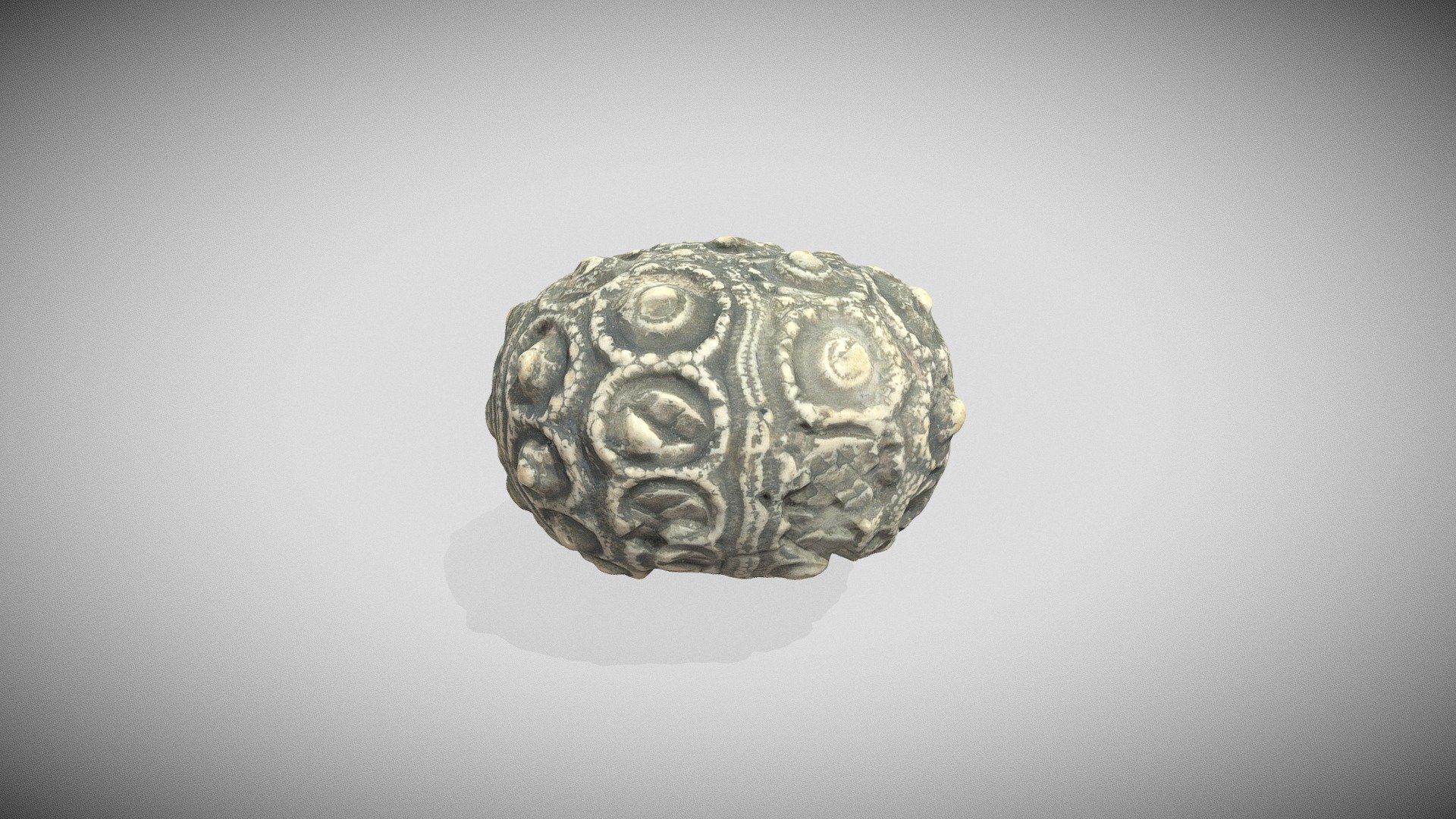 Echinoid