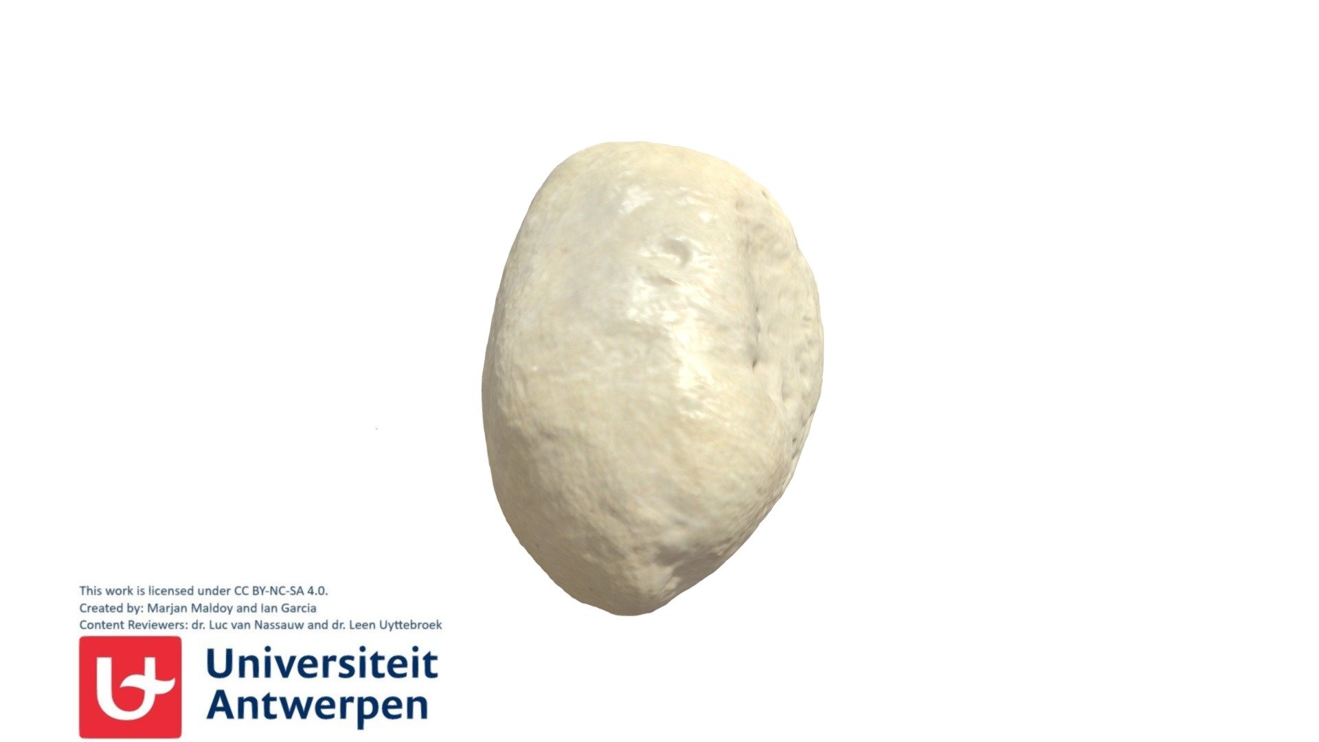 Os Pisiforme R - 3D model by Universiteit Antwerpen (@marjanmaldoy ...