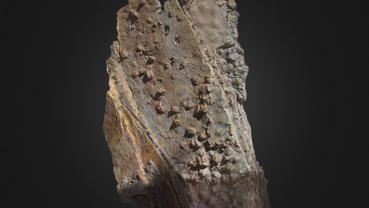 Dinosaurs Footprints 3D Model