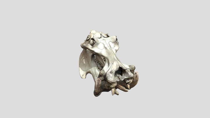 skull_trimmed 3D Model