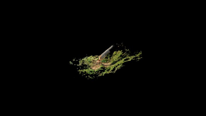 Collision | Point Cloud 3D Model