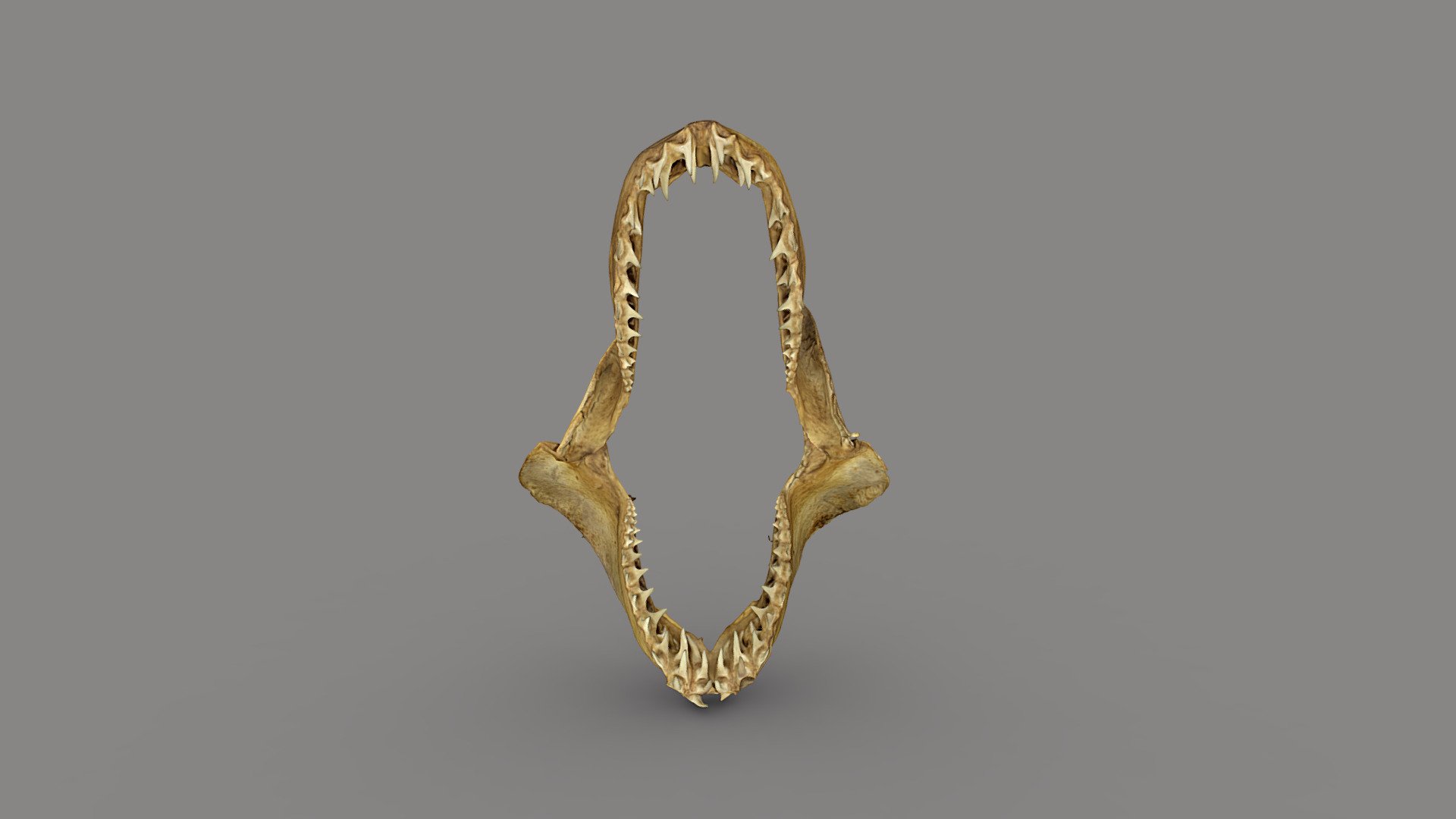 Shortfin Mako Shark Jaw - Download Free 3D model by The Herring Run