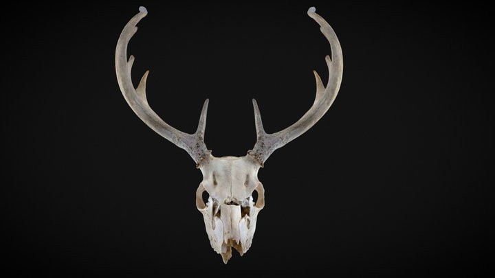 Oatland Wildlife - Deer Skull Photogrammetry 3D Model