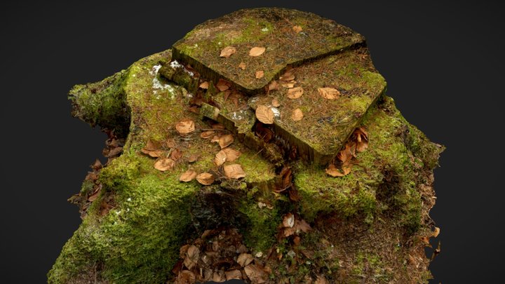 Detailed Spruce Tree Stump – Free 3D Model STL