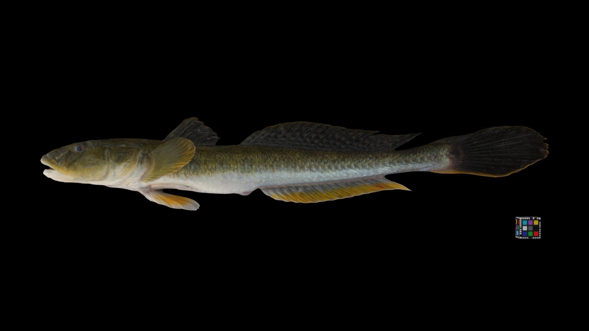 ハゼクチ ♂ Hazekuchi Giant Goby, Acanthogobius hasta