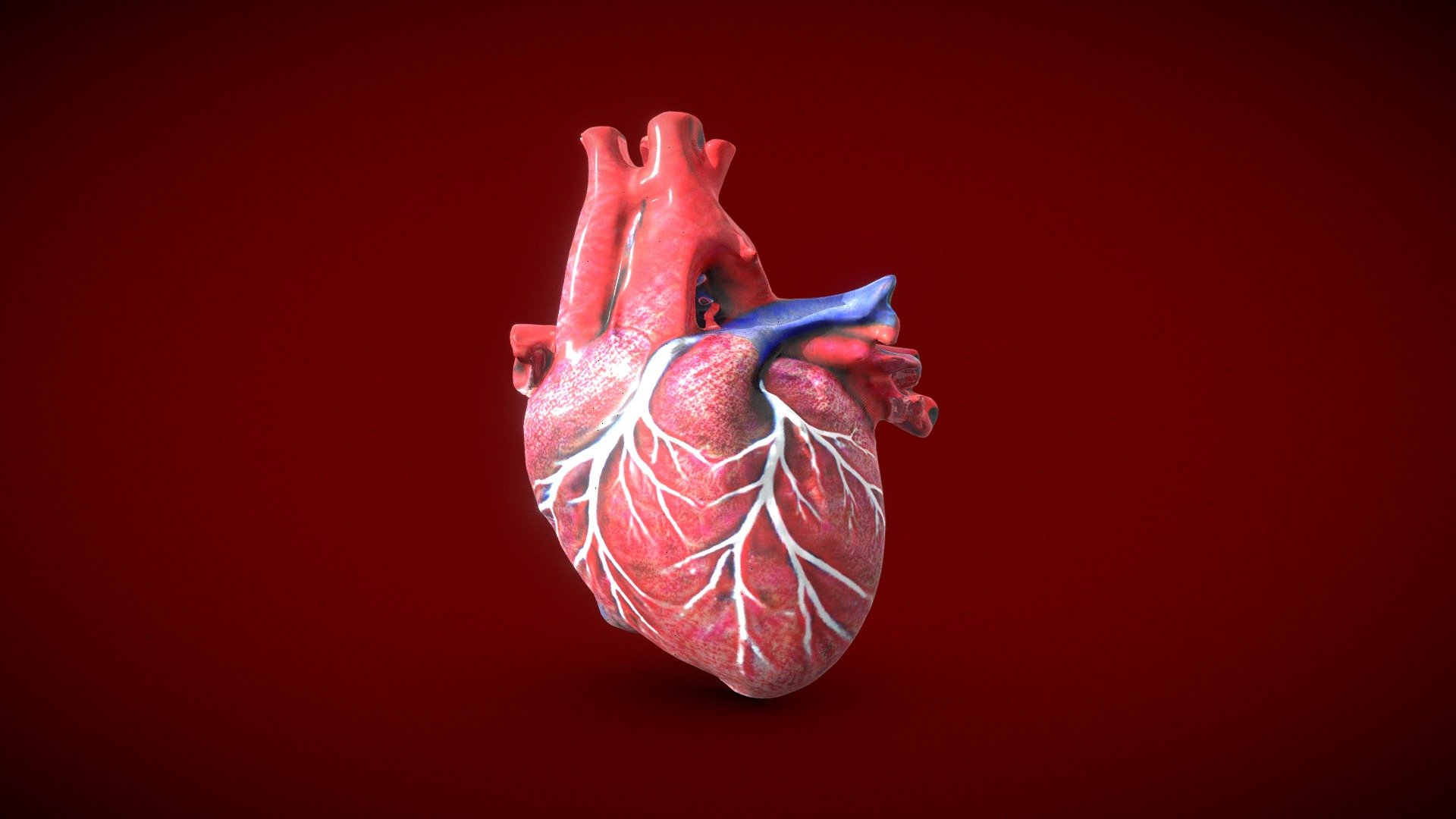 Model Heart