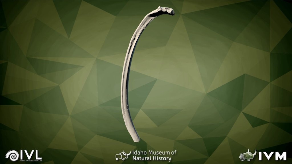 IMNH 47001 1710- Rib-12 Left