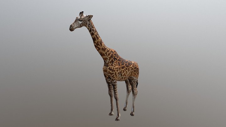 Giraffe 3D Model