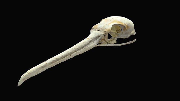 Bird Skull 3D Model