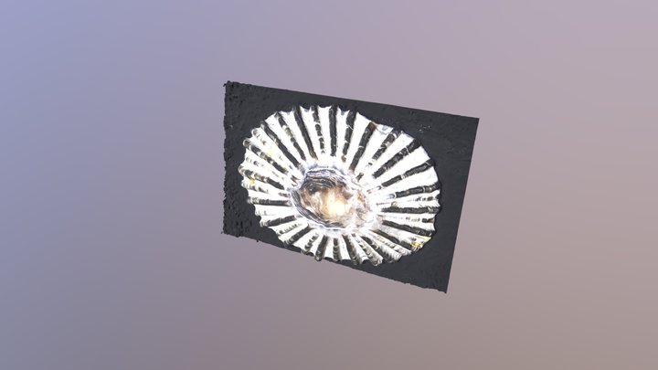 Shell 3D Model