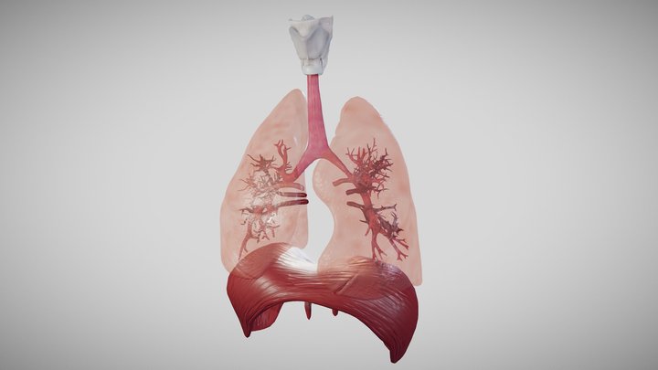 Lung animation 3D Model