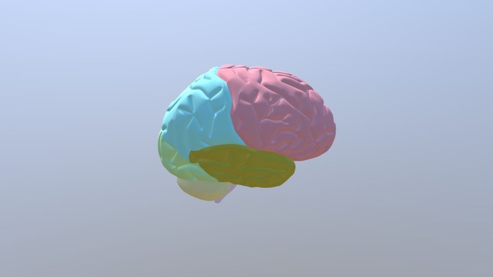 The+human+brain Obj 3D Model