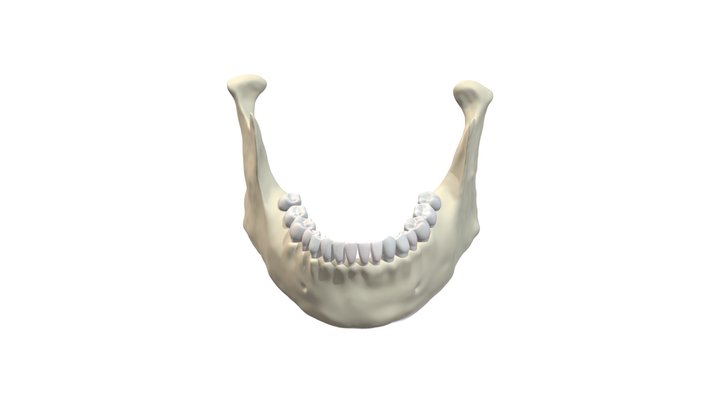 Modern Human Mandible 3D Model