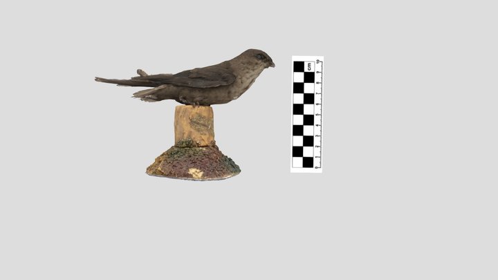 Apodidae: chimney swift 3D Model