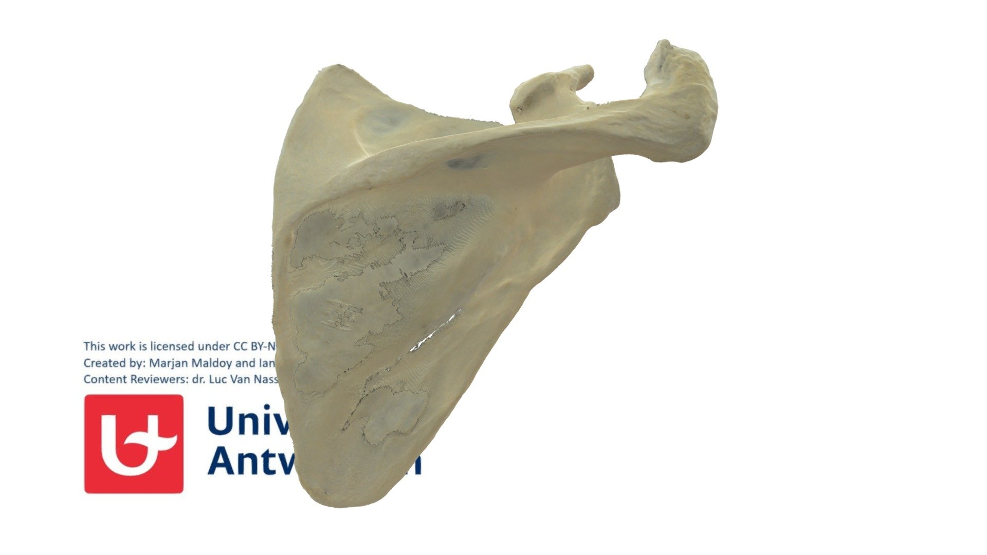 Scapula R - met annotaties zijden - 3D model by Universiteit Antwerpen ...