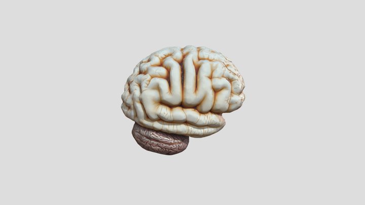 Brain 3D 3D Model