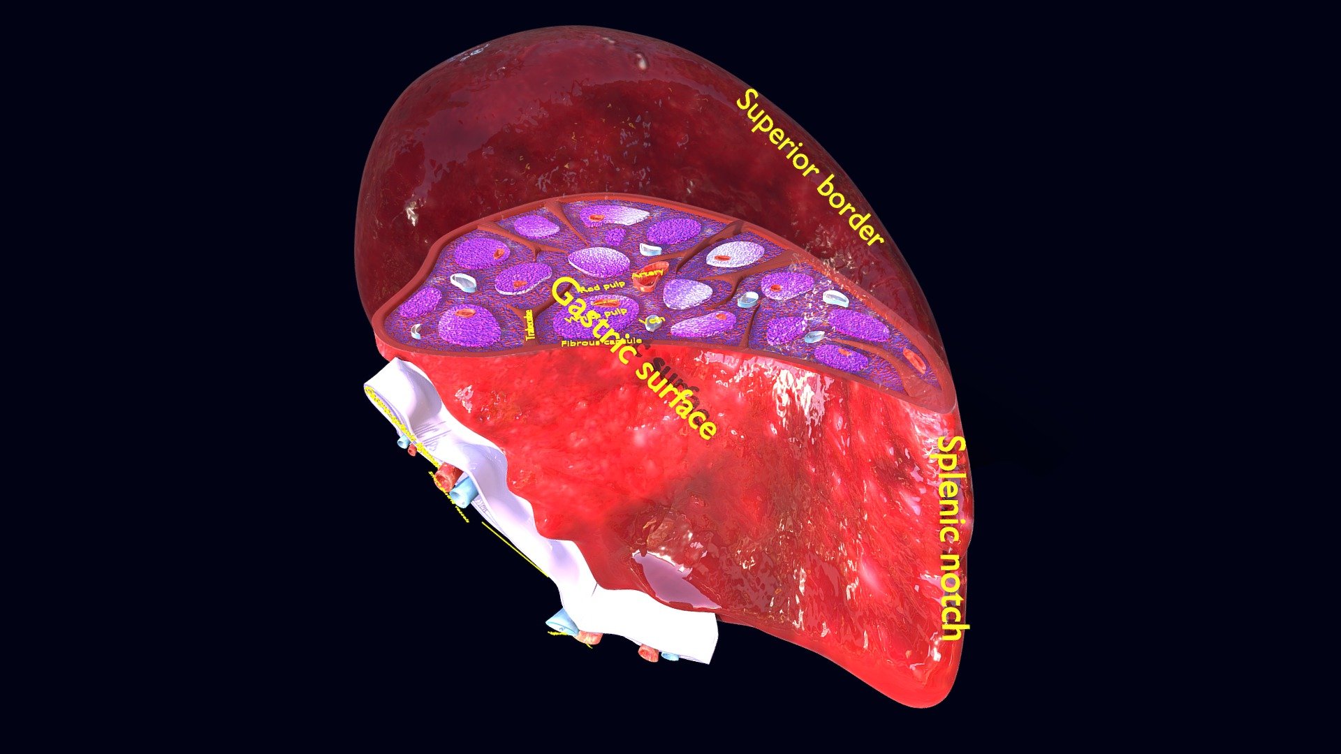 Spleen anatomy histology labelled detail