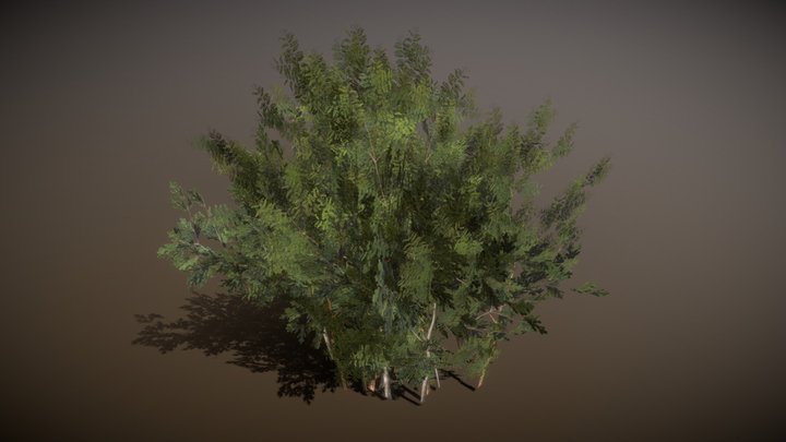 Tall Bush 3D Model
