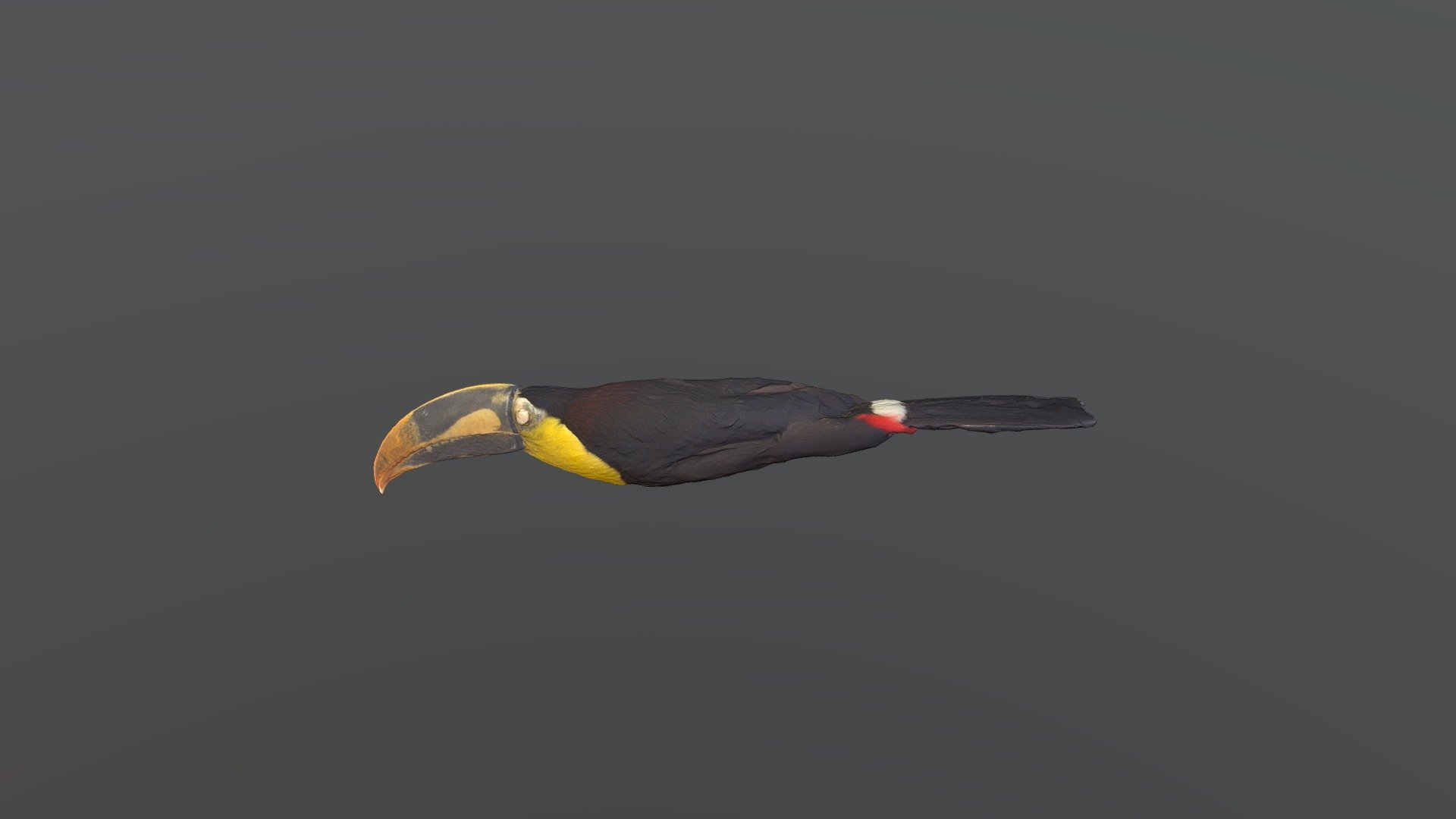 Keel-billed Toucan - Ramphastos sulfuratus