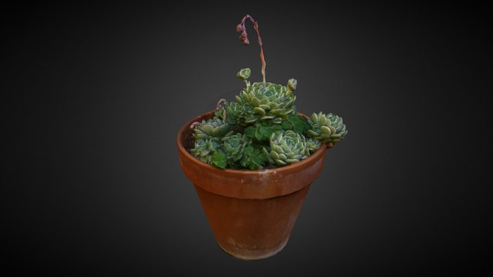 Flower pot with succulent plants 3D Model