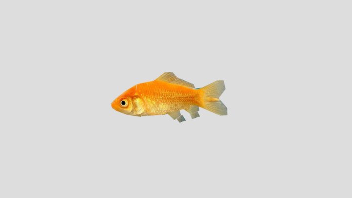 Cardume dourado Animation 3D Model
