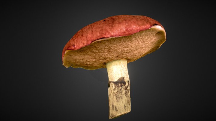 Slippery jack (mushroom) 3D Model