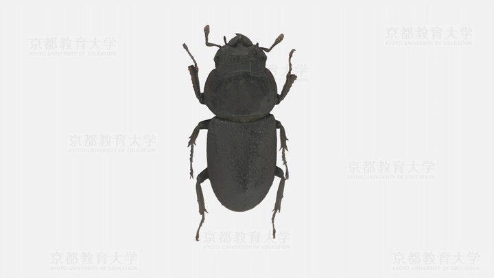 コクワガタのメス成虫 3D Model