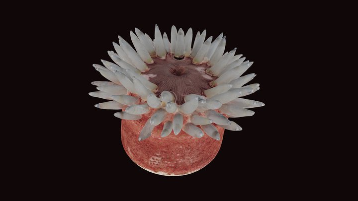 Blaschka Sea Anemone 3D Model
