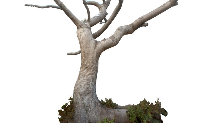 2024-12-23 Poplar tree at Herbsforest 3D Model