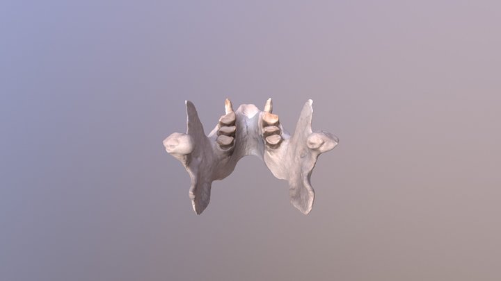 XIBALBAONYX OVICEP MANDIBLE 3D Model