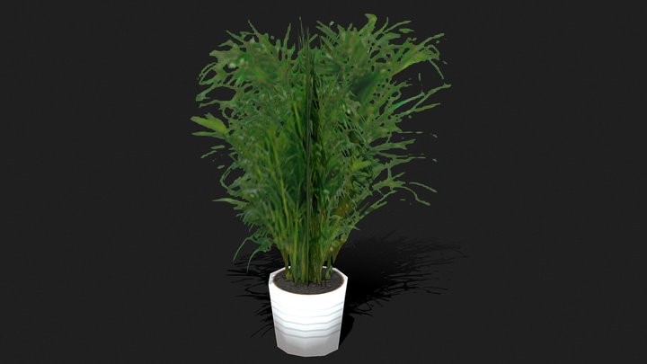 🪴pot plant - Areca palm🪴