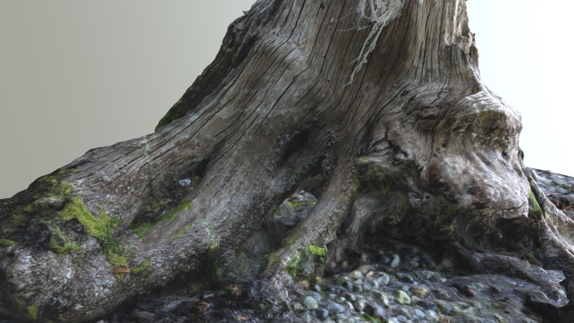 Stump on the beach in the PNW